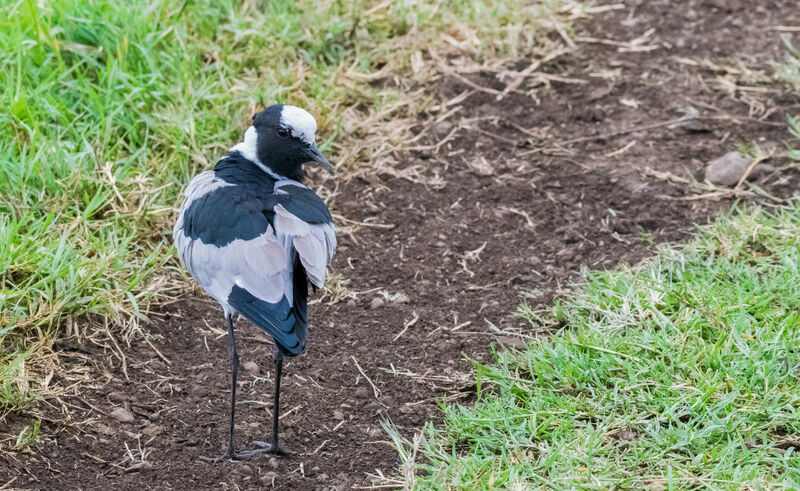 Blacksmith Lapwing