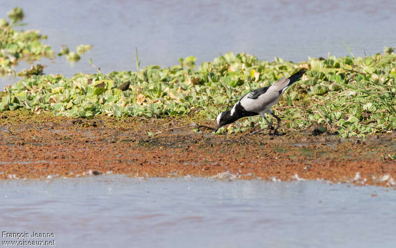 Blacksmith Lapwingadult, habitat, pigmentation, fishing/hunting