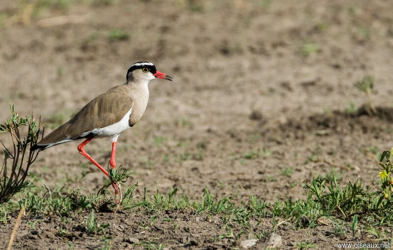 Crowned Lapwing