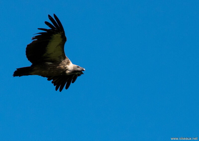 White-backed Vulture