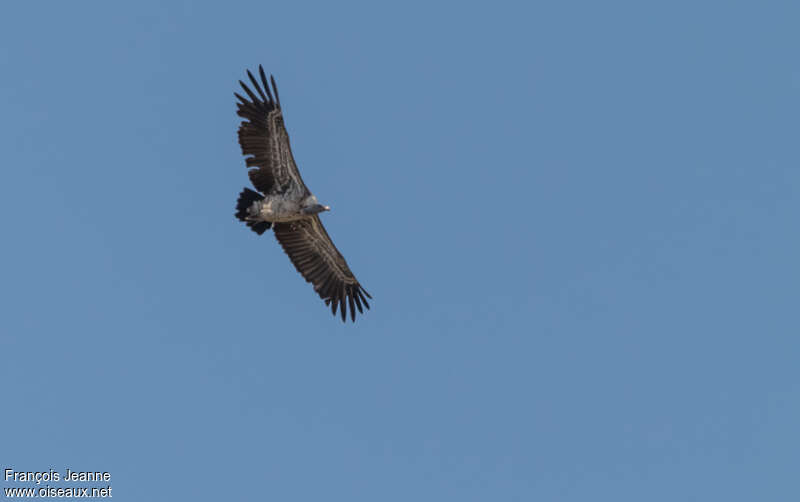 Rüppell's Vultureimmature, Flight