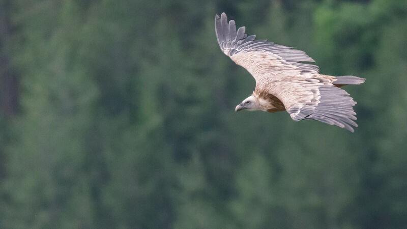 Vautour fauve