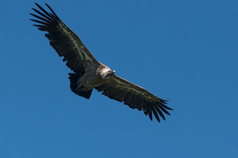 Vautour fauve