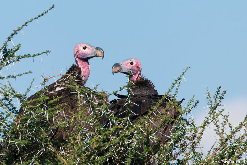 Lappet-faced Vulture