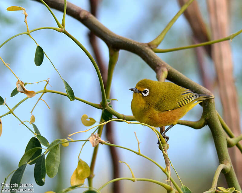 Mayotte White-eyeadult, identification