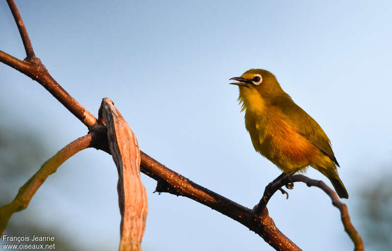 Mayotte White-eyeadult, song