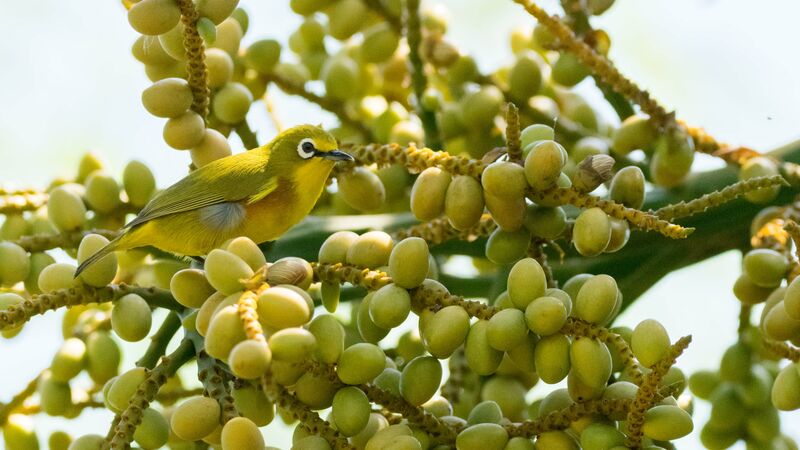 Mayotte White-eye