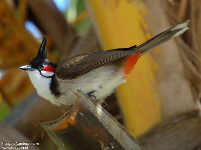 Bulbul orphéeadulte, Comportement