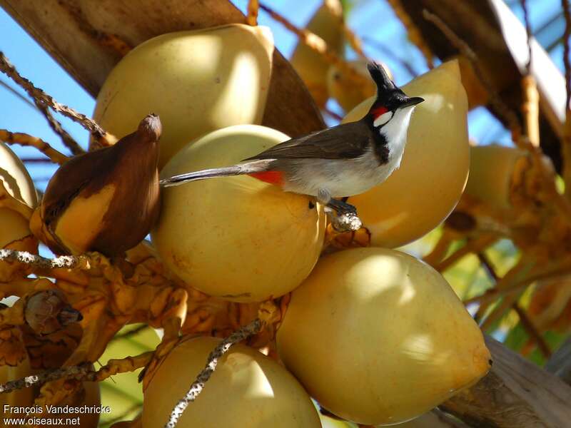 Bulbul orphéeadulte, régime