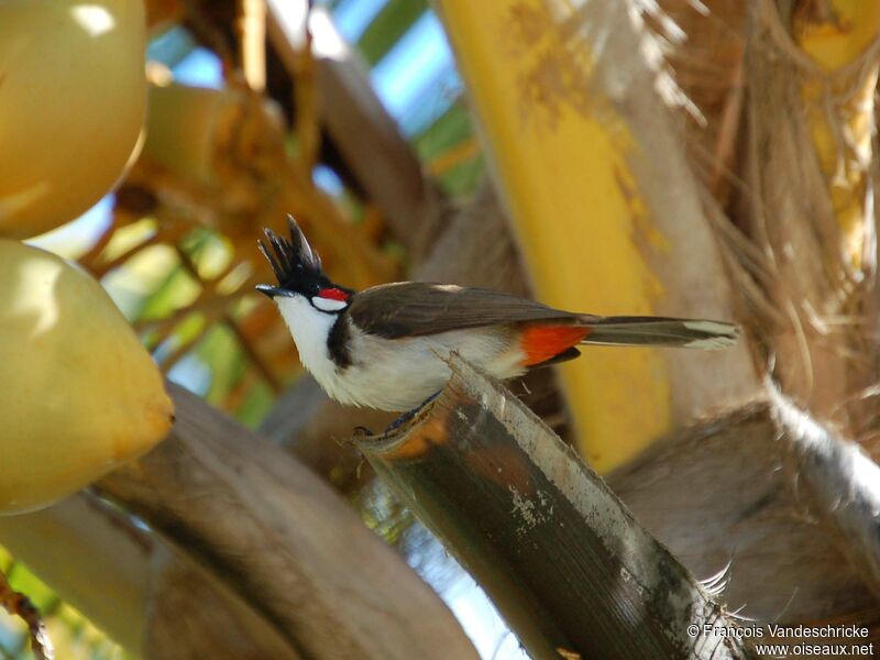 Red-whiskered Bulbuladult