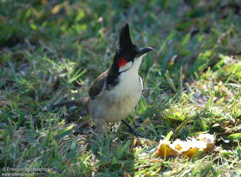 Bulbul orphéeadulte