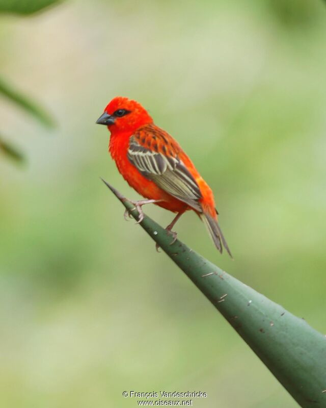 Red Fody male