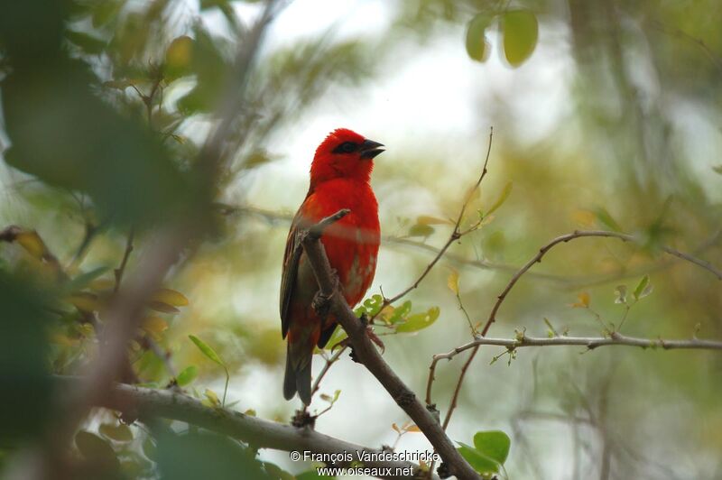 Red Fody male