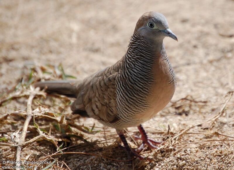 Géopélie zébréeadulte, identification