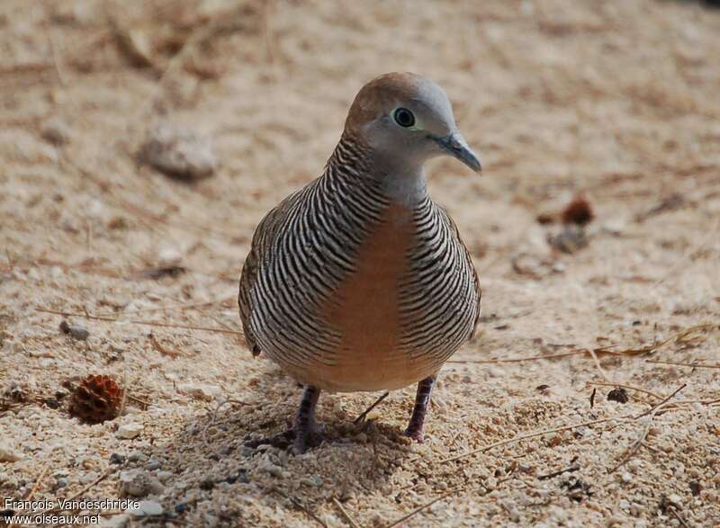 Zebra Dove male adult