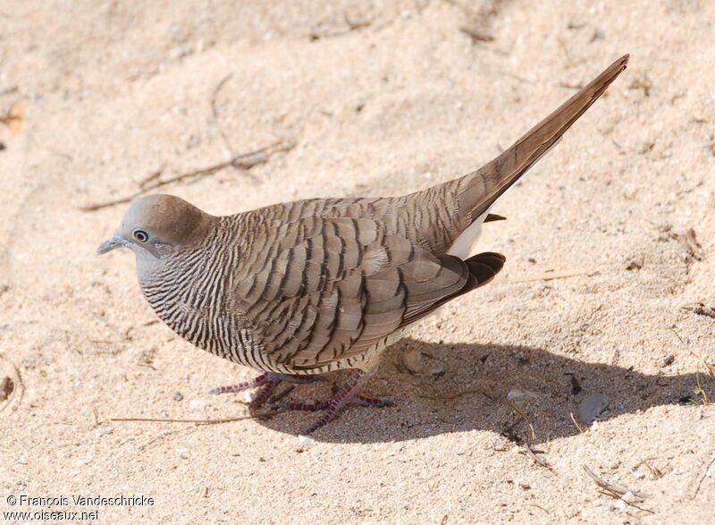 Zebra Dove male adult