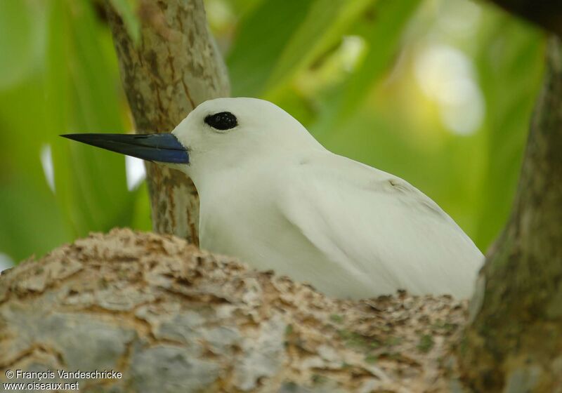 White Ternadult