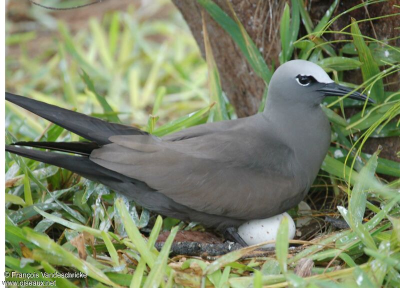 Brown Noddyadult