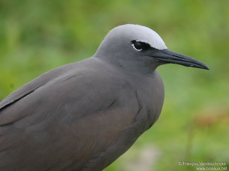 Brown Noddyadult