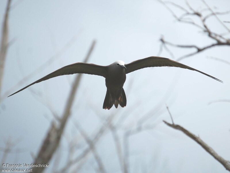 Brown Noddyadult