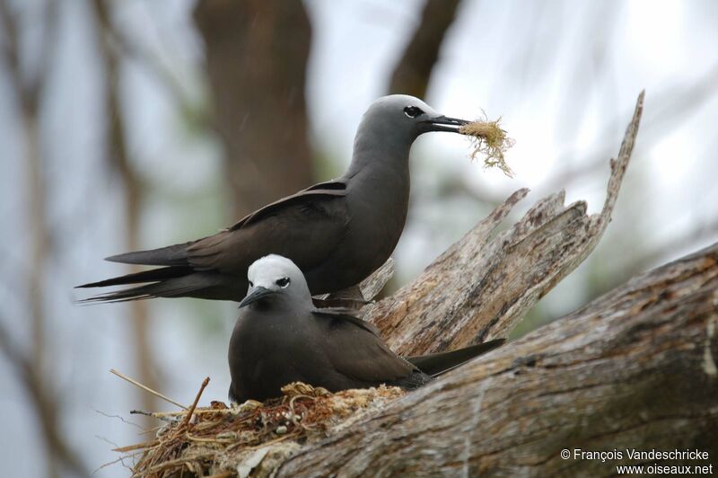 Lesser Noddy adult