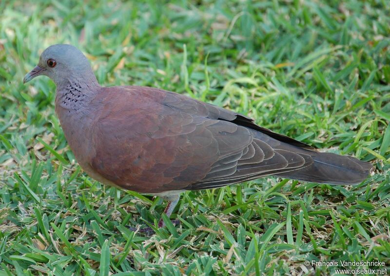 Pigeon de Madagascaradulte