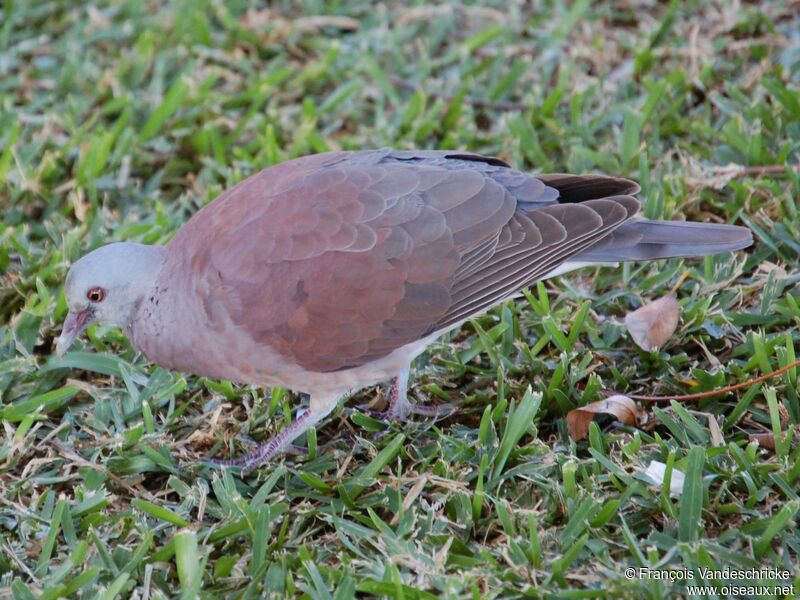 Pigeon de Madagascaradulte