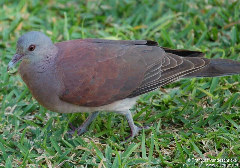 Pigeon de Madagascaradulte