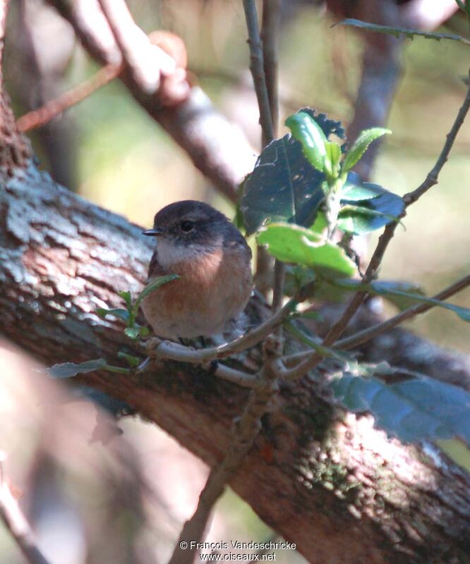 Reunion Stonechat female