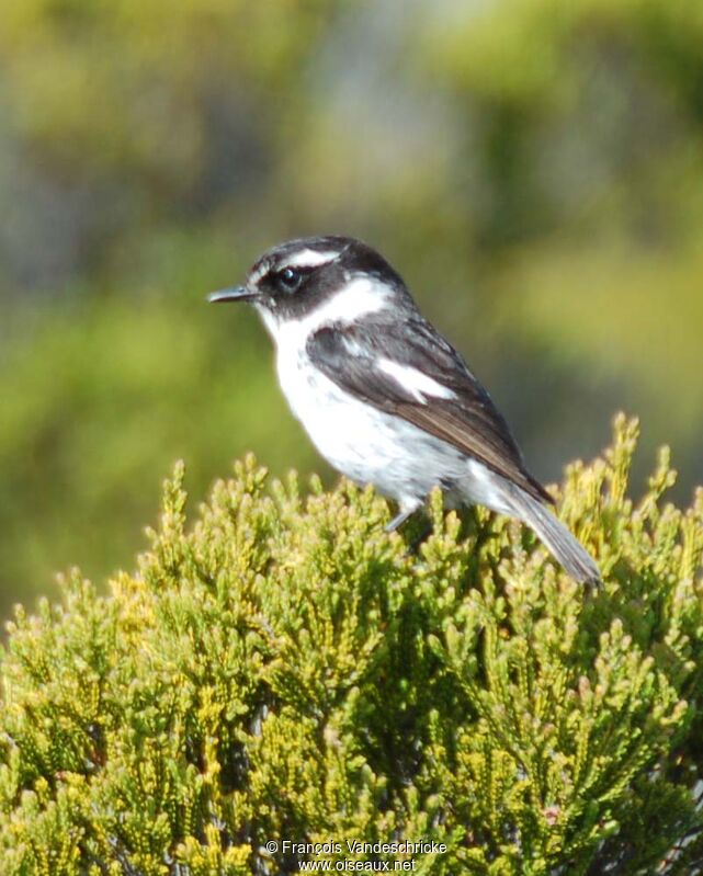 Reunion Stonechat male