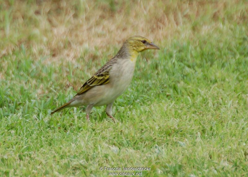 Tisserin gendarme femelle