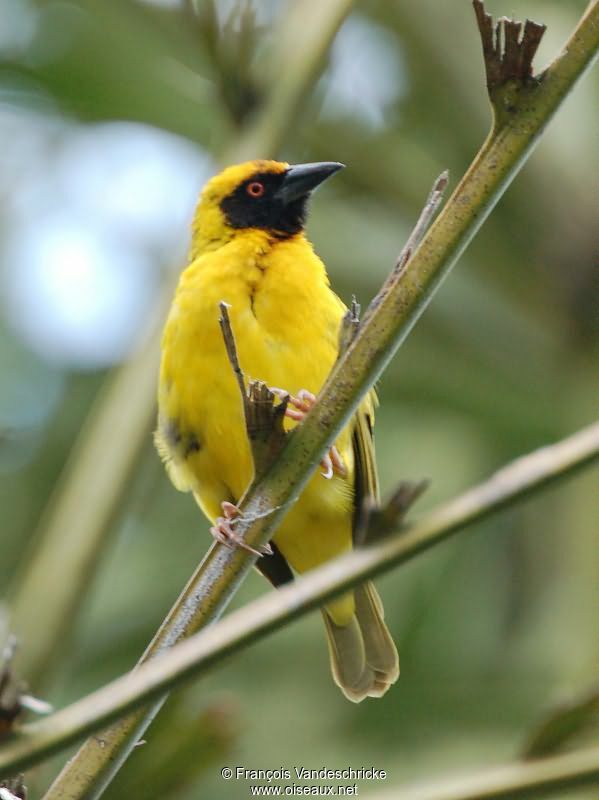 Tisserin gendarme mâle