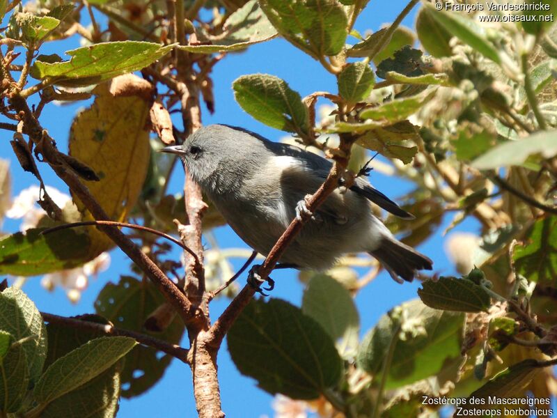 Reunion Grey White-eye