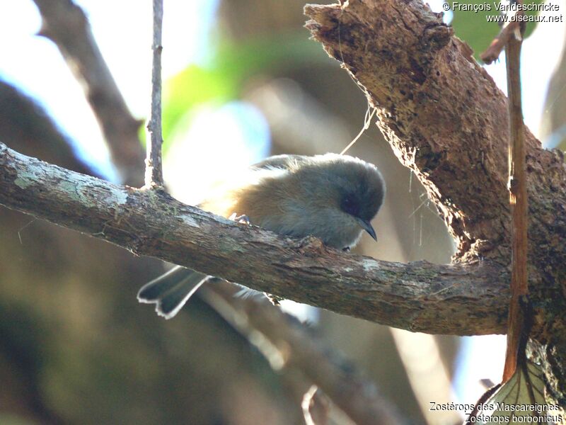 Reunion Grey White-eye