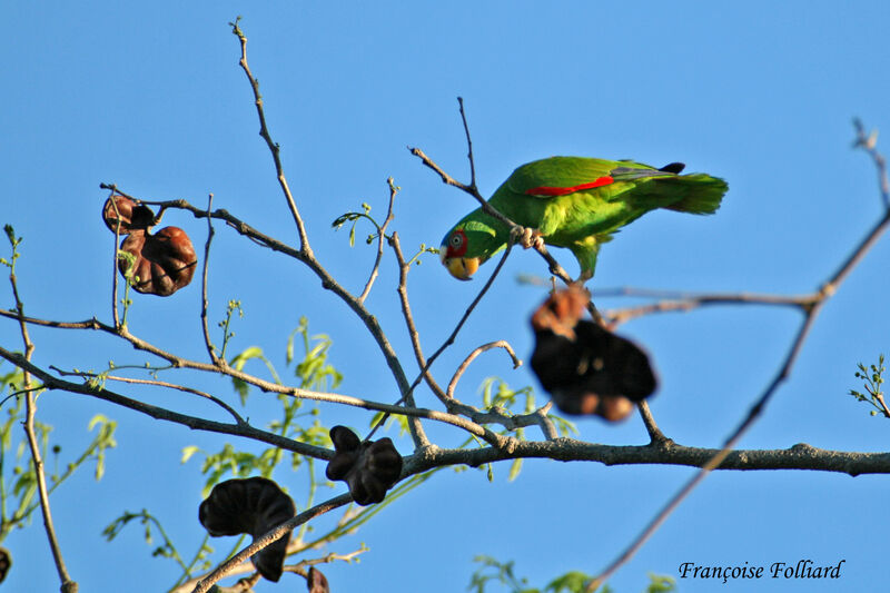 White-fronted Amazonadult, identification, Behaviour