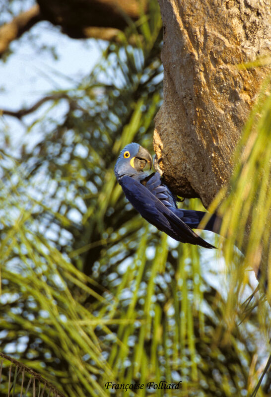 Hyacinth Macaw, identification, Behaviour