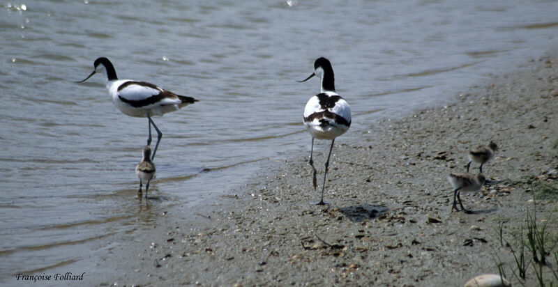 Pied Avocet , identification