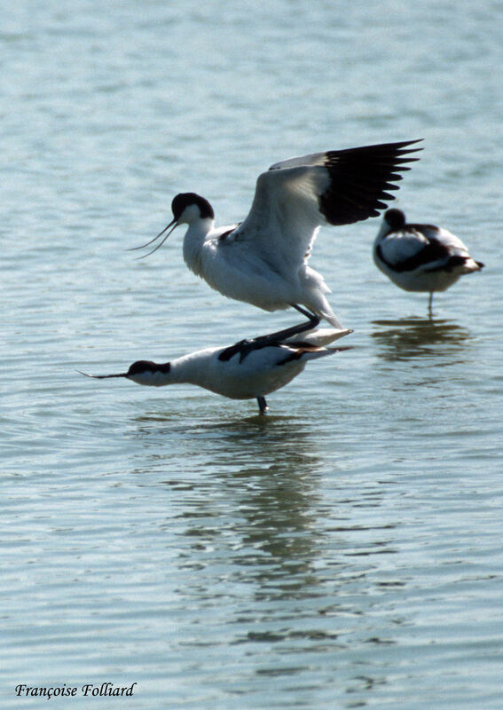 Pied Avocet adult, Behaviour