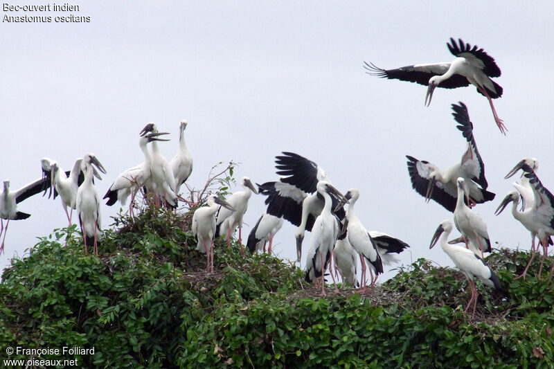 Asian Openbill, identification, Flight, Reproduction-nesting