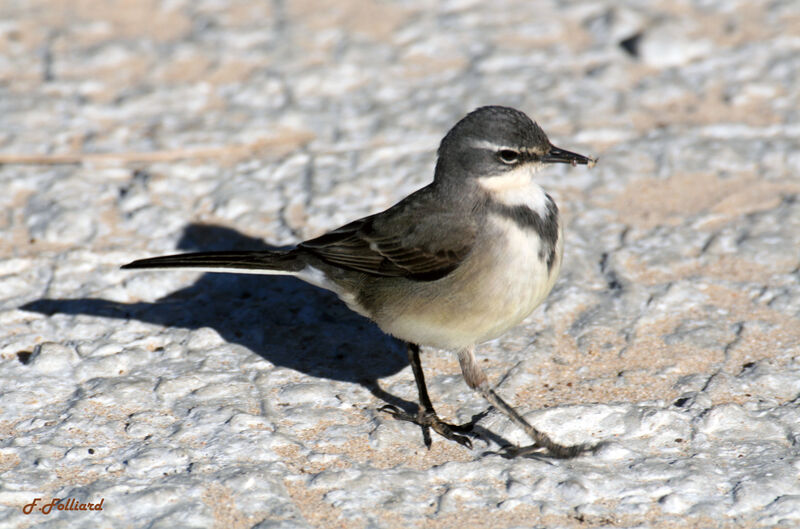 Cape Wagtailadult, identification