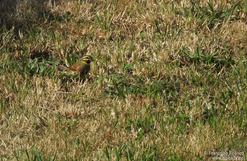 Bruant zizi mâle, identification, pêche/chasse