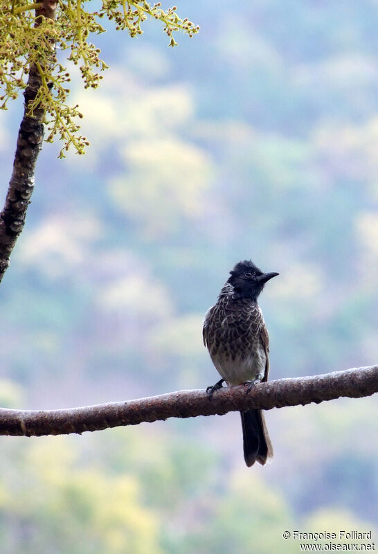 Bulbul à ventre rouge, identification