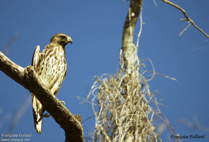 Buse à épaulettesjuvénile, identification