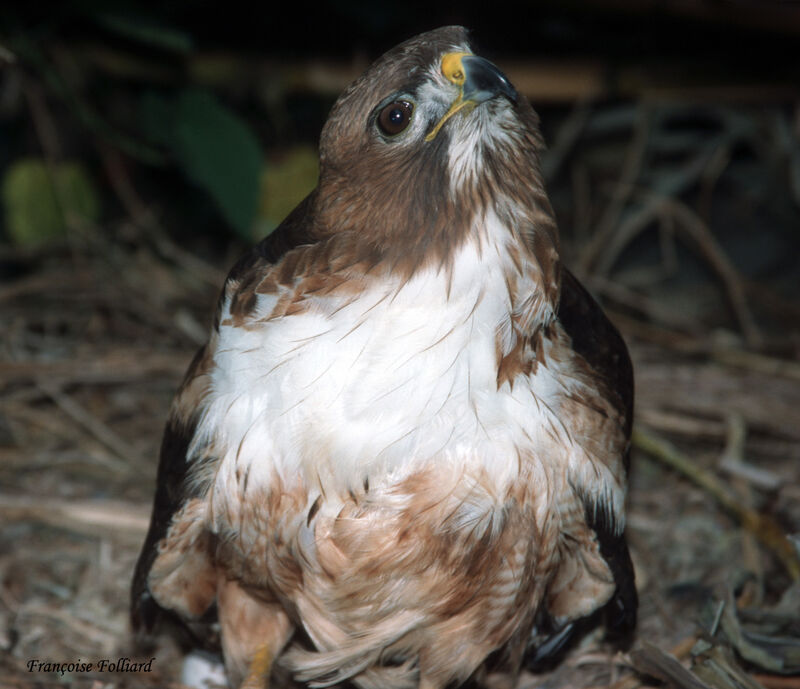 Roadside Hawkadult, identification