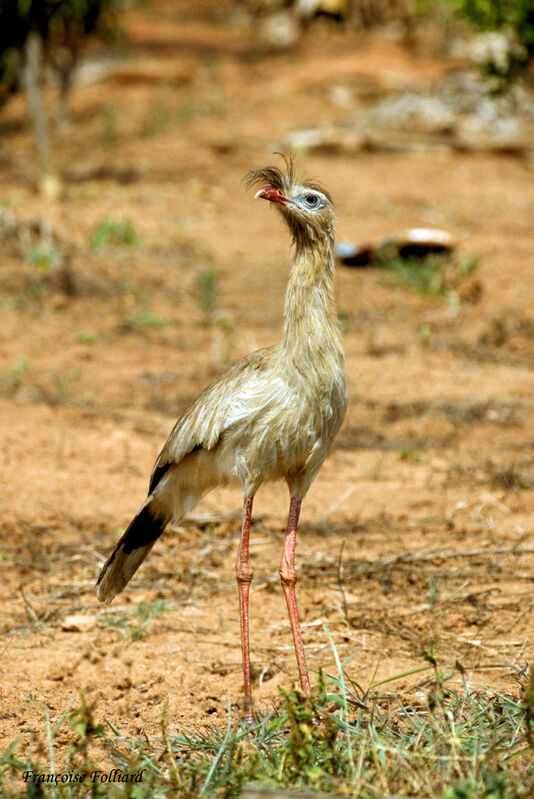 Red-legged Seriema, identification