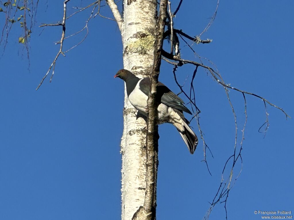Carpophage de Nouvelle-Zélande