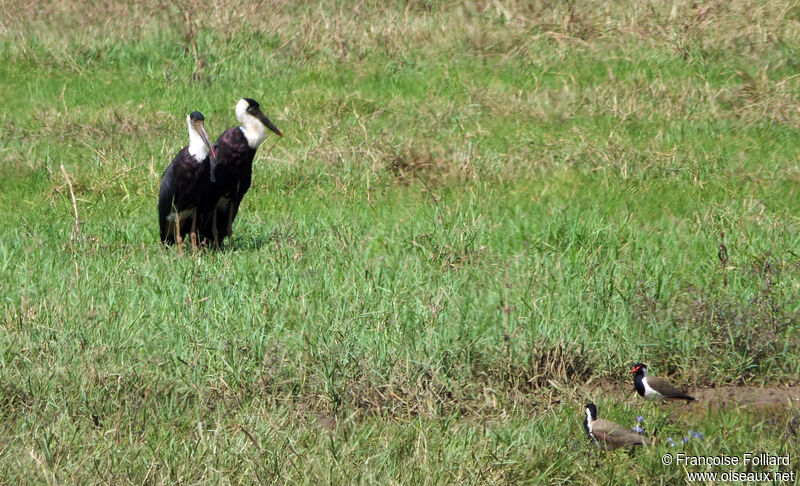 Asian Woolly-necked Stork, identification