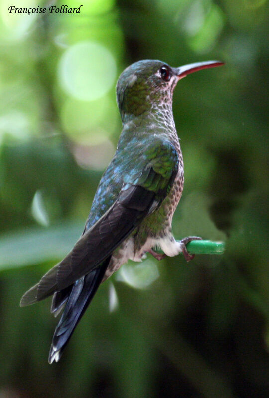 White-necked Jacobinadult, identification