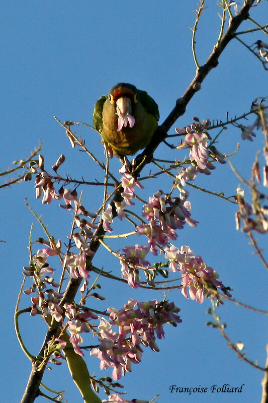 Conure à front rougeadulte, identification, régime