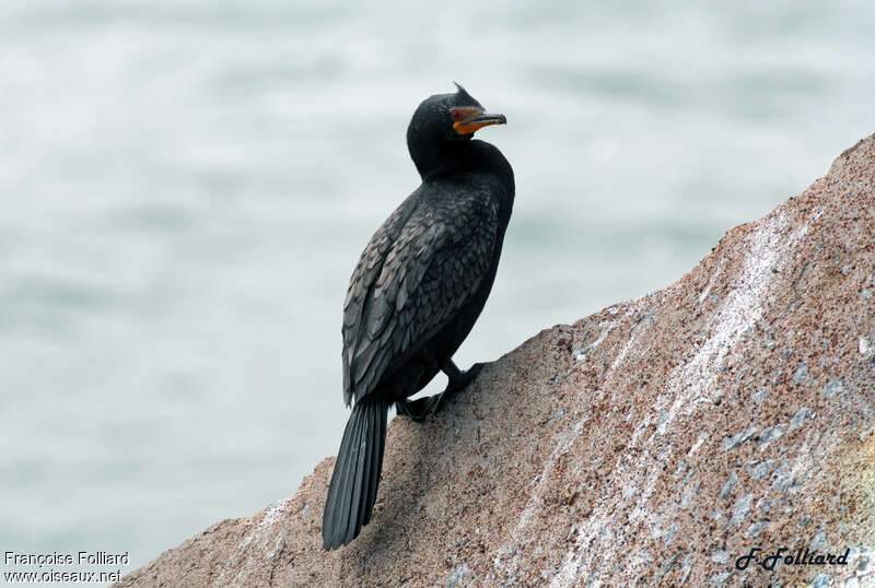 Cormoran couronnéadulte nuptial, habitat